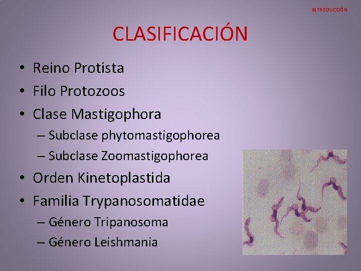 INTRODUCCIÓN CLASIFICACIÓN • Reino Protista • Filo Protozoos • Clase Mastigophora – Subclase phytomastigophorea INTRODUCCIÓN CLASIFICACIÓN • Reino Protista • Filo Protozoos • Clase Mastigophora – Subclase phytomastigophorea