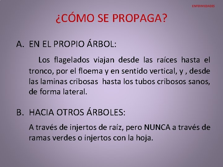 ENFERMEDADES ¿CÓMO SE PROPAGA? A. EN EL PROPIO ÁRBOL: Los flagelados viajan desde las ENFERMEDADES ¿CÓMO SE PROPAGA? A. EN EL PROPIO ÁRBOL: Los flagelados viajan desde las