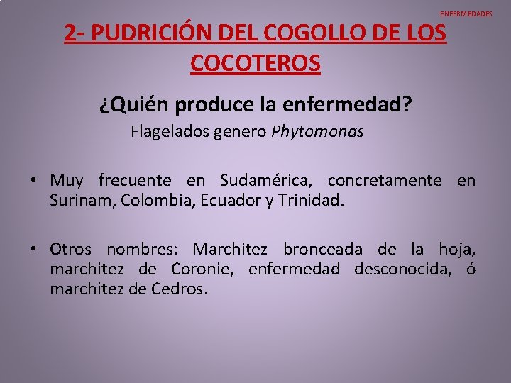 ENFERMEDADES 2 - PUDRICIÓN DEL COGOLLO DE LOS COCOTEROS ¿Quién produce la enfermedad? Flagelados ENFERMEDADES 2 - PUDRICIÓN DEL COGOLLO DE LOS COCOTEROS ¿Quién produce la enfermedad? Flagelados