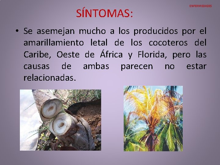 SÍNTOMAS: ENFERMEDADES • Se asemejan mucho a los producidos por el amarillamiento letal SÍNTOMAS: ENFERMEDADES • Se asemejan mucho a los producidos por el amarillamiento letal
