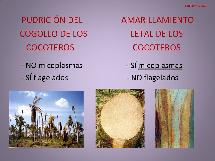 ENFERMEDADES PUDRICIÓN DEL AMARILLAMIENTO COGOLLO DE LOS LETAL DE LOS COCOTEROS COCOTEROS - NO ENFERMEDADES PUDRICIÓN DEL AMARILLAMIENTO COGOLLO DE LOS LETAL DE LOS COCOTEROS COCOTEROS - NO