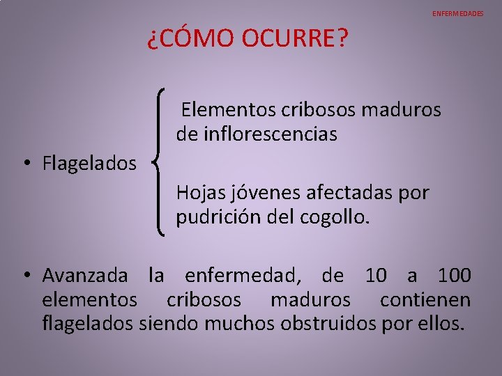 ENFERMEDADES ¿CÓMO OCURRE? Elementos cribosos maduros de inflorescencias • Flagelados Hojas jóvenes afectadas por ENFERMEDADES ¿CÓMO OCURRE? Elementos cribosos maduros de inflorescencias • Flagelados Hojas jóvenes afectadas por