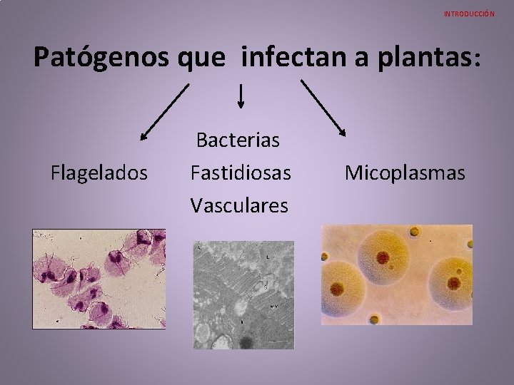 INTRODUCCIÓN Patógenos que infectan a plantas: Flagelados Bacterias Fastidiosas Vasculares Micoplasmas INTRODUCCIÓN Patógenos que infectan a plantas: Flagelados Bacterias Fastidiosas Vasculares Micoplasmas