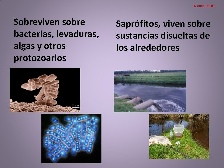 INTRODUCCIÓN Sobreviven sobre bacterias, levaduras, algas y otros protozoarios Saprófitos, viven sobre sustancias disueltas INTRODUCCIÓN Sobreviven sobre bacterias, levaduras, algas y otros protozoarios Saprófitos, viven sobre sustancias disueltas
