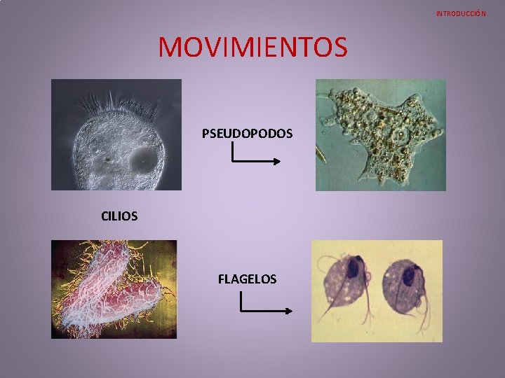 INTRODUCCIÓN MOVIMIENTOS PSEUDOPODOS CILIOS FLAGELOS INTRODUCCIÓN MOVIMIENTOS PSEUDOPODOS CILIOS FLAGELOS