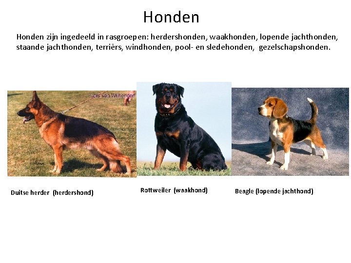 Honden zijn ingedeeld in rasgroepen: herdershonden, waakhonden, lopende jachthonden, staande jachthonden, terriërs, windhonden, pool-