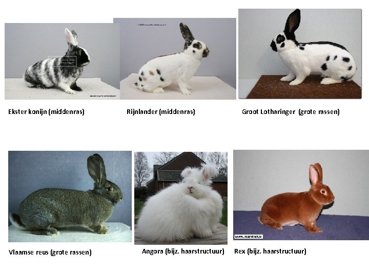 Ekster konijn (middenras) Vlaamse reus (grote rassen) Rijnlander (middenras) Angora (bijz. haarstructuur) Groot Lotharinger