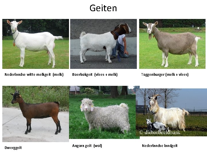 Geiten Nederlandse witte melkgeit (melk) Dwerggeit Boerbokgeit (vlees + melk) Toggenburger (melk + vlees)