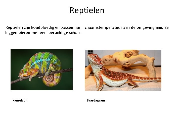 Reptielen zijn koudbloedig en passen hun lichaamstemperatuur aan de omgeving aan. Ze leggen eieren