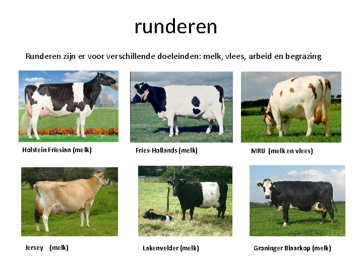 runderen Runderen zijn er voor verschillende doeleinden: melk, vlees, arbeid en begrazing Holstein Friesian