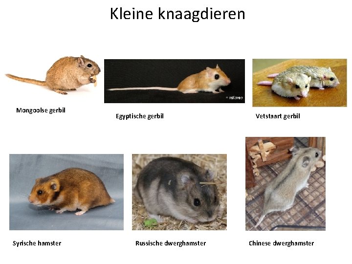 Kleine knaagdieren Mongoolse gerbil Syrische hamster Egyptische gerbil Russische dwerghamster Vetstaart gerbil Chinese dwerghamster