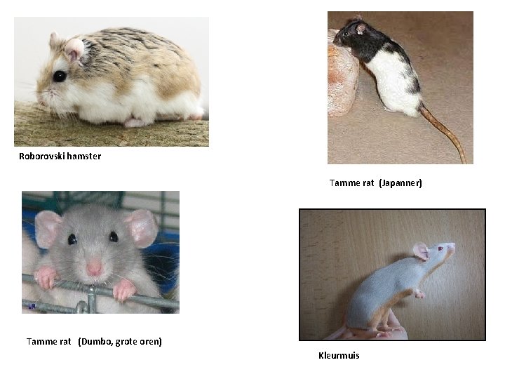 Roborovski hamster Tamme rat (Japanner) Tamme rat (Dumbo, grote oren) Kleurmuis 