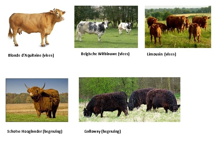 Blonde d’Aquitaine (vlees) Schotse Hooglander (begrazing) Belgische Witblauwe (vlees) Galloway (begrazing) Limousin (vlees) 