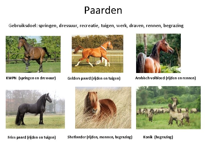 Paarden Gebruiksdoel: springen, dressuur, recreatie, tuigen, werk, draven, rennen, begrazing KWPN (springen en dressuur)