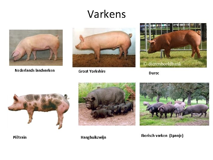 Varkens Nederlands landvarken Piëtrain Groot Yorkshire Hangbuikzwijn Duroc Iberisch varken (Spanje) 