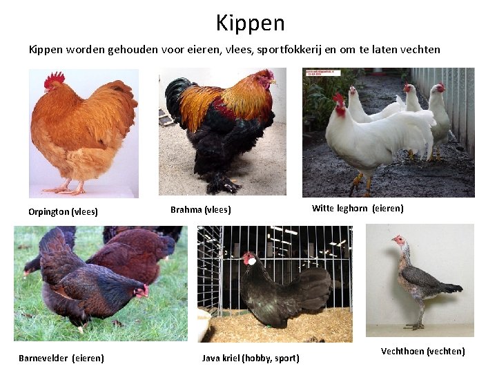 Kippen worden gehouden voor eieren, vlees, sportfokkerij en om te laten vechten Orpington (vlees)