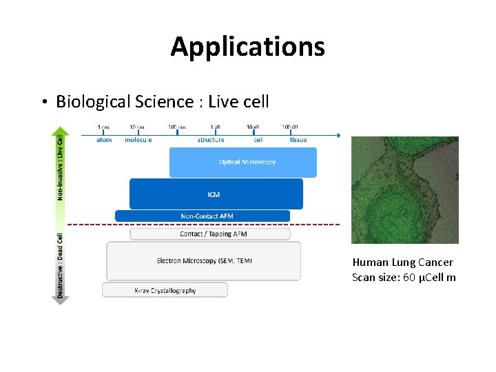 Applications • Biological Science : Live cell Human Lung Cancer Scan size: 60 µCell