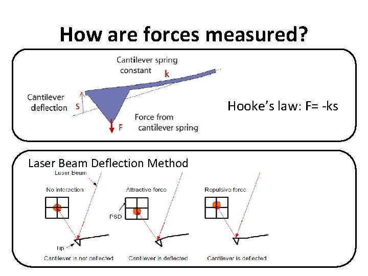 How are forces measured? Hooke’s law: F= -ks Laser Beam Deflection Method 