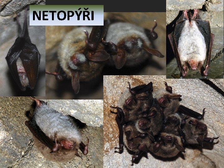 NETOPÝŘI 