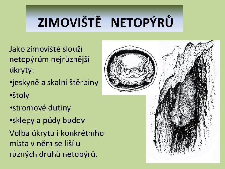  ZIMOVIŠTĚ NETOPÝRŮ Jako zimoviště slouží netopýrům nejrůznější úkryty: • jeskyně a skalní štěrbiny