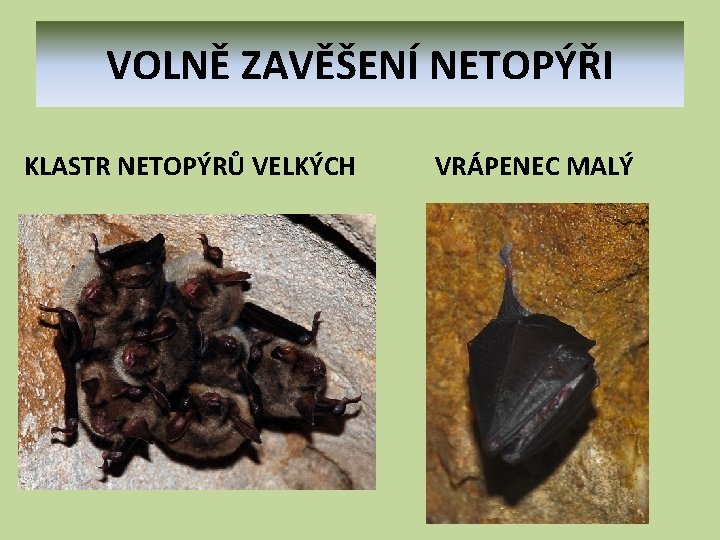 VOLNĚ ZAVĚŠENÍ NETOPÝŘI KLASTR NETOPÝRŮ VELKÝCH VRÁPENEC MALÝ 