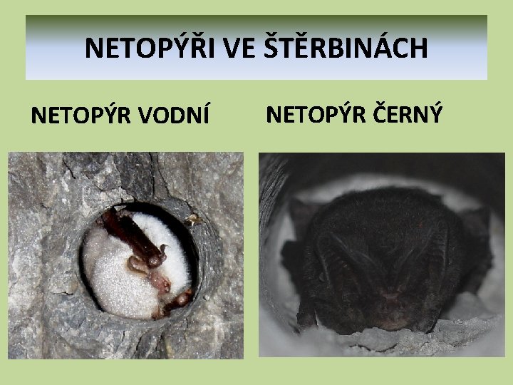 NETOPÝŘI VE ŠTĚRBINÁCH NETOPÝR VODNÍ NETOPÝR ČERNÝ 