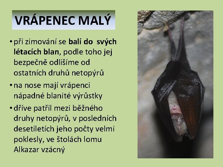VRÁPENEC MALÝ • při zimování se balí do svých létacích blan, podle toho jej VRÁPENEC MALÝ • při zimování se balí do svých létacích blan, podle toho jej