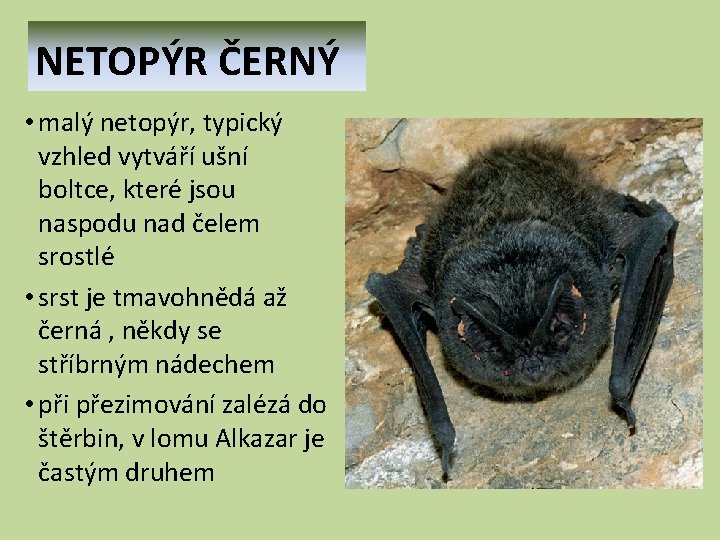 NETOPÝR ČERNÝ • malý netopýr, typický vzhled vytváří ušní boltce, které jsou naspodu nad