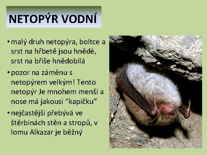 NETOPÝR VODNÍ • malý druh netopýra, boltce a srst na hřbetě jsou hnědé, srst