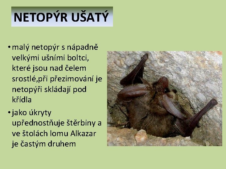 NETOPÝR UŠATÝ • malý netopýr s nápadně velkými ušními boltci, které jsou nad čelem NETOPÝR UŠATÝ • malý netopýr s nápadně velkými ušními boltci, které jsou nad čelem