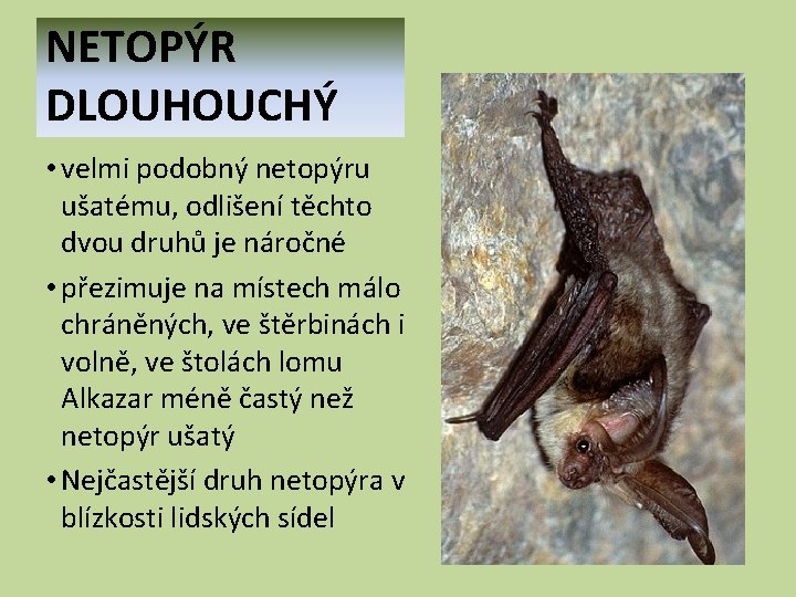 NETOPÝR DLOUHOUCHÝ • velmi podobný netopýru ušatému, odlišení těchto dvou druhů je náročné •