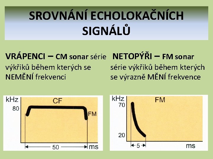 SROVNÁNÍ ECHOLOKAČNÍCH SIGNÁLŮ VRÁPENCI – CM sonar série NETOPÝŘI – FM sonar výkřiků během