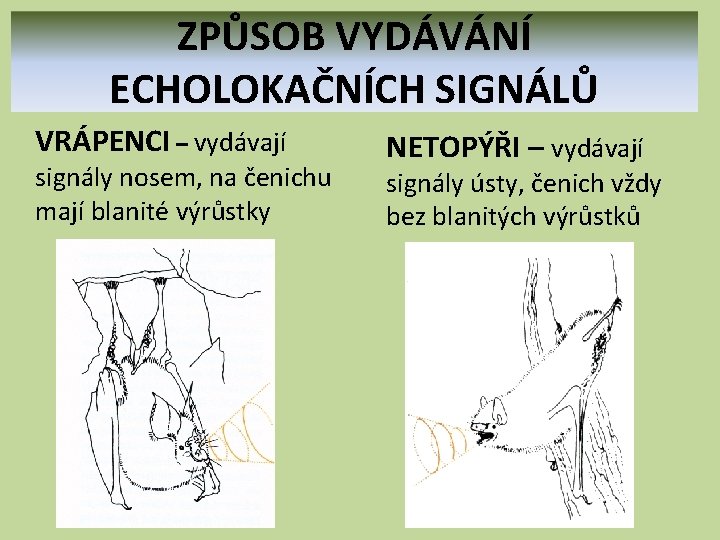 ZPŮSOB VYDÁVÁNÍ ECHOLOKAČNÍCH SIGNÁLŮ VRÁPENCI – vydávají signály nosem, na čenichu mají blanité výrůstky