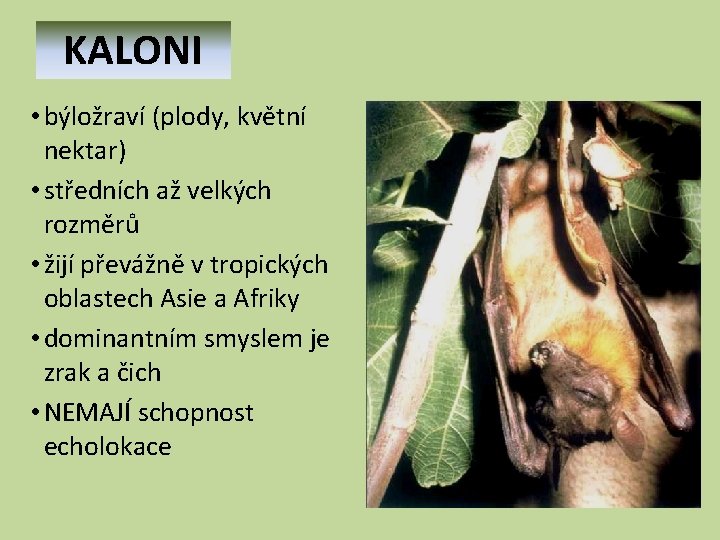  KALONI • býložraví (plody, květní nektar) • středních až velkých rozměrů • žijí