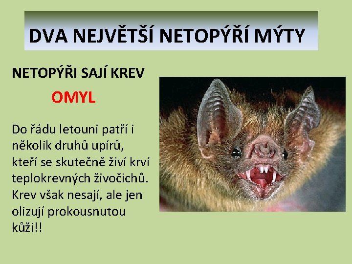 DVA NEJVĚTŠÍ NETOPÝŘÍ MÝTY NETOPÝŘI SAJÍ KREV OMYL Do řádu letouni patří i několik DVA NEJVĚTŠÍ NETOPÝŘÍ MÝTY NETOPÝŘI SAJÍ KREV OMYL Do řádu letouni patří i několik