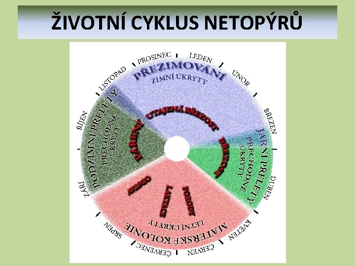 ŽIVOTNÍ CYKLUS NETOPÝRŮ 