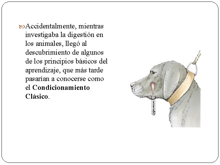  Accidentalmente, mientras investigaba la digestión en los animales, llegó al descubrimiento de algunos