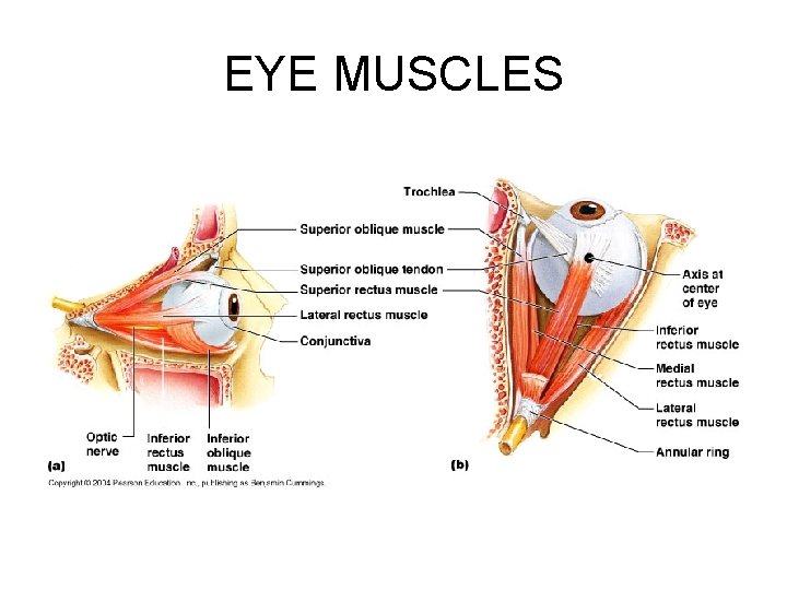 EYE MUSCLES 