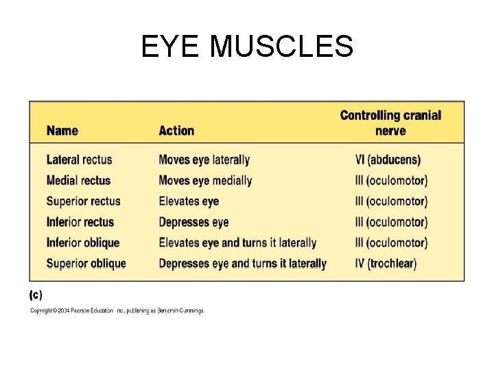 EYE MUSCLES 