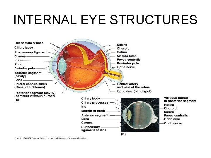 INTERNAL EYE STRUCTURES 