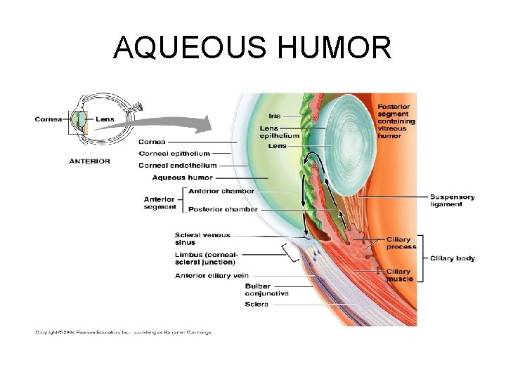 AQUEOUS HUMOR 
