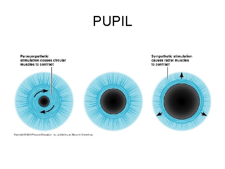 PUPIL 