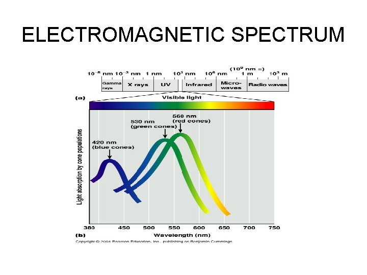 ELECTROMAGNETIC SPECTRUM 