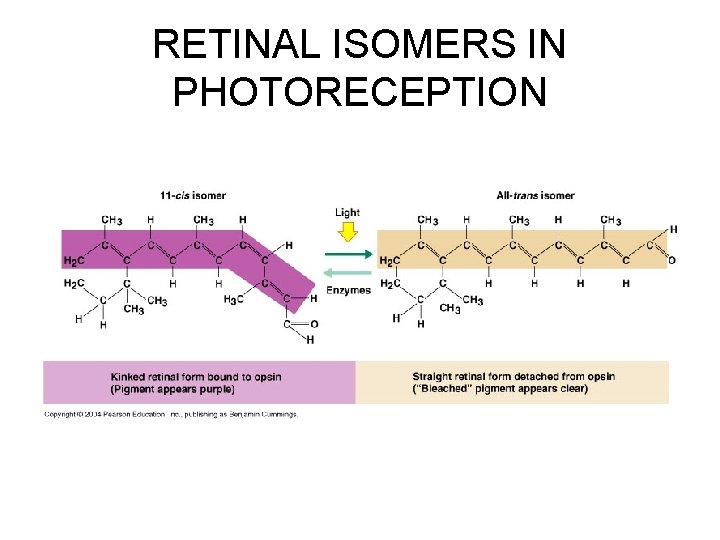 RETINAL ISOMERS IN PHOTORECEPTION 