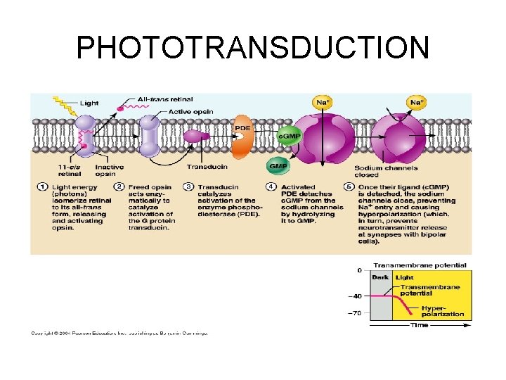PHOTOTRANSDUCTION 