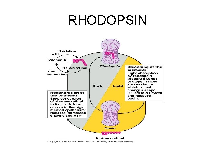 RHODOPSIN 