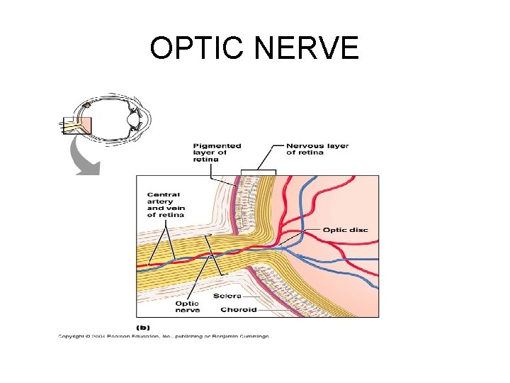 OPTIC NERVE 