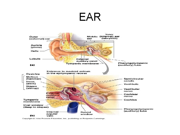 EAR 