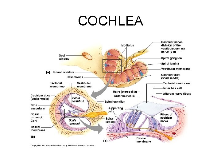 COCHLEA 