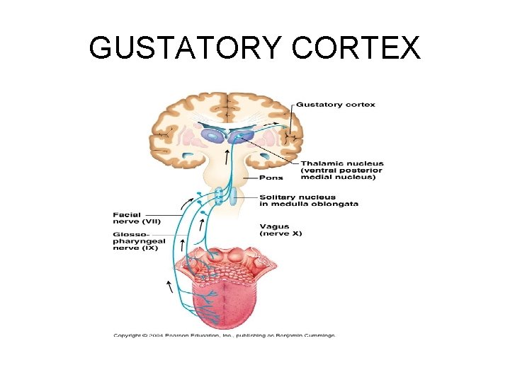 GUSTATORY CORTEX 